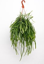 Plantenboetiek.nl | Lepismium Bolivianum - Ø17cm - Hoogte 25cm - Kamerplant - Groenblijvend
