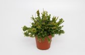 Plantenboetiek.nl | Rhipsalis Mesembryanthemoides - Ø12cm - 15cm hoog - Kamerplant - Groenblijvend - Cactus & Vetplanten