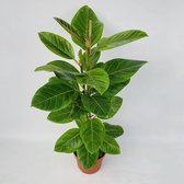 Ficus Altissima - Ø21cm - 95cm