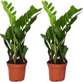 ZZ plant – Zamioculcas zamiifolia (Zamioculcas zamiifolia) – Hoogte: 35 cm – van Botanicly