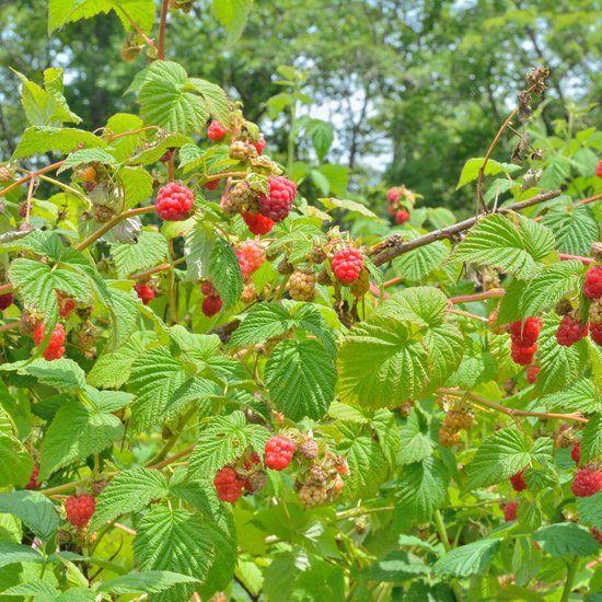 Een frambozenstruik met veel rijpe, rode frambozen en groene bladeren. De takken zijn bedekt met fruit.
