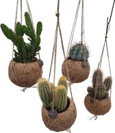 Set van 4 Cactussen Cocodama ong. 20 cm hoog - Urban Jungle gevoel van Botanicly