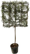 Fruitboom – Olijf boom (Olea europeae) – Hoogte: 225 cm – van Botanicly