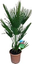 Buitenpalm – Dwergwaaierpalm (Chamaerops Humilis) met bloempot – Hoogte: 110 cm – van Botanicly