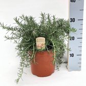 Kruidenplant – Rozemarijn (Rosmarinus Prostratus) – Hoogte: 35 cm – van Botanicly