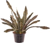 Vetplant – Vrouwentongen (Sansevieria Coppertone) – Hoogte: 70 cm – van Botanicly