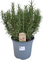 Kruidenplant – Rozemarijn (Rosmarinus off.) – Hoogte: 40 cm – van Botanicly