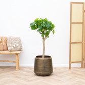 Ficus Umbellata - 160cm