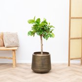 Ficus Altissima Variegata - 130cm