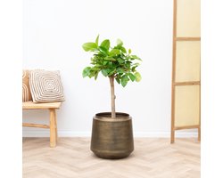 Ficus Altissima Variegata - 100cm
