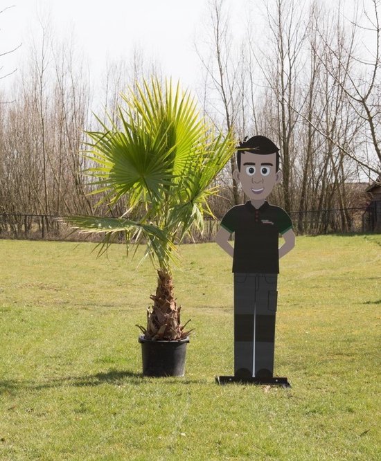 Washingtonia Robusta 6 Mexicaanse Waaierpalm Wasthingtonia Robusta - 40-50 cm Stamhoogte
