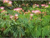Bomenbezorgd.nl - Bloesemboom - Perzische slaapboom meerstammig - 250- 300 cm - roze bloei