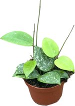 Plantenboetiek.nl | Hoya Parasitica Splash - Ø10,5cm - 15cm hoog - Kamerplant - Groenblijvend