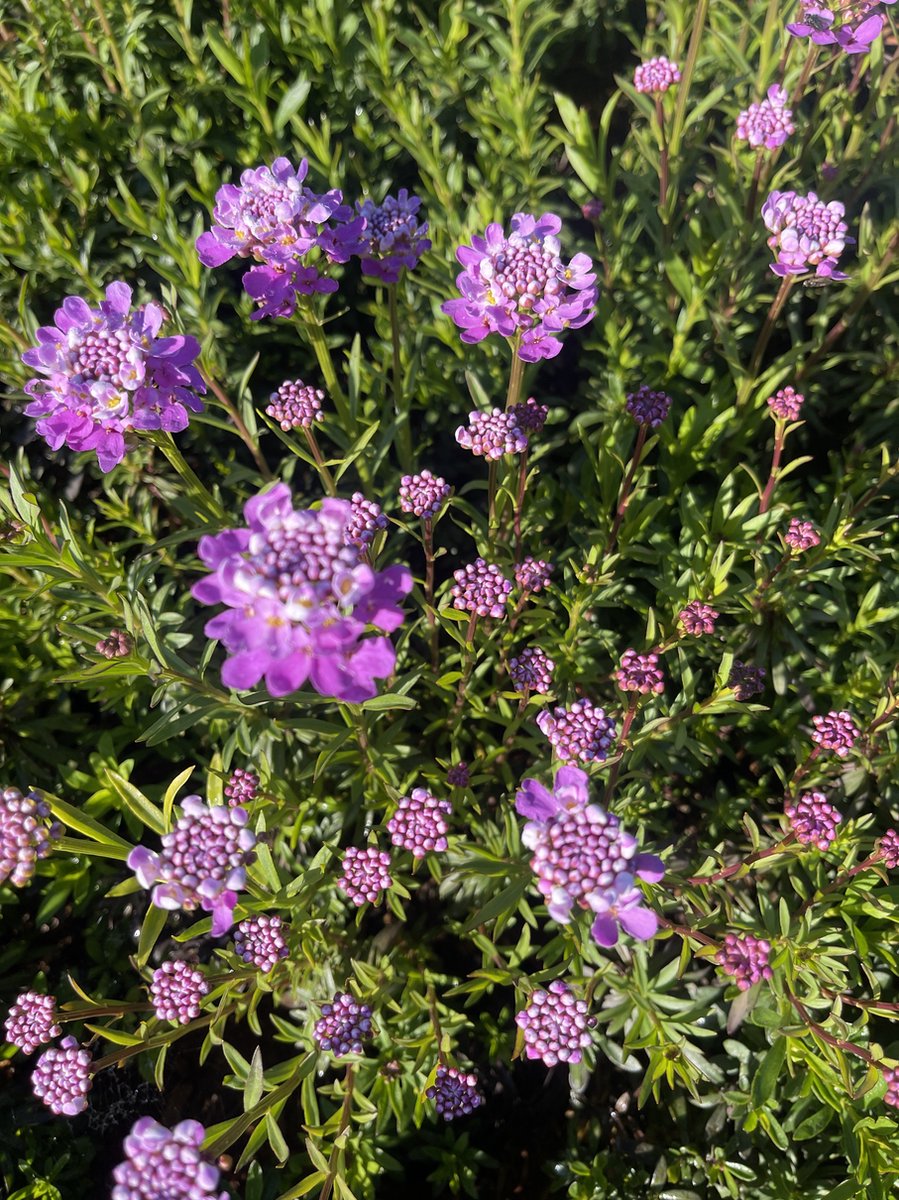 6 x Iberis semp. 'Absolutely Amethyst' - Scheefbloem in pot 9 x 9 cm