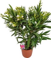 Nerium Oleander L - Oleander Wit - Witte bloemen - Pot ⌀ 23cm - Hoogte 60-70cm