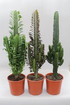 Plantenboetiek.nl | Cactus Desert Mix (Euphorbia) | 3 stuks - Ø17cm - 70cm hoog - Kamerplant - Groenblijvend - Multideal - Cactus & Vetplanten