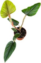 Plantenboetiek.nl | Philodendron Serpens - Ø10.5cm - 15cm hoog - Kamerplant - Groenblijvend