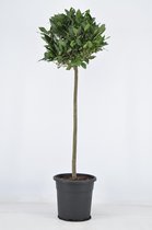 Plantenboetiek.nl | Laurus Nobilis Bol Op Stam - Ø25cm - 120cm hoog - Tuinplant