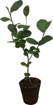 Appelbes (Aronia prunifolia 'Viking') - In biologisch verteerbare pot - Voedselbos - Tuinplanten