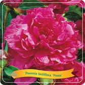 De Pioenroos, Kleur Koraal roze, Struik, Tuinplant, Paeonia Lactiflora Fiona C5 - Ø21cm - 35cm