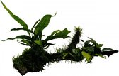 Bois Aquafleur avec Anubias Microsorum et Mousse | Grande plante aquatique
