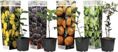 PLANT IN A BOX - Medi Mix - Set de 4 arbres fruitiers méditerranéens - pot ⌀9 cm - Hauteur ↕ 25-40 cm