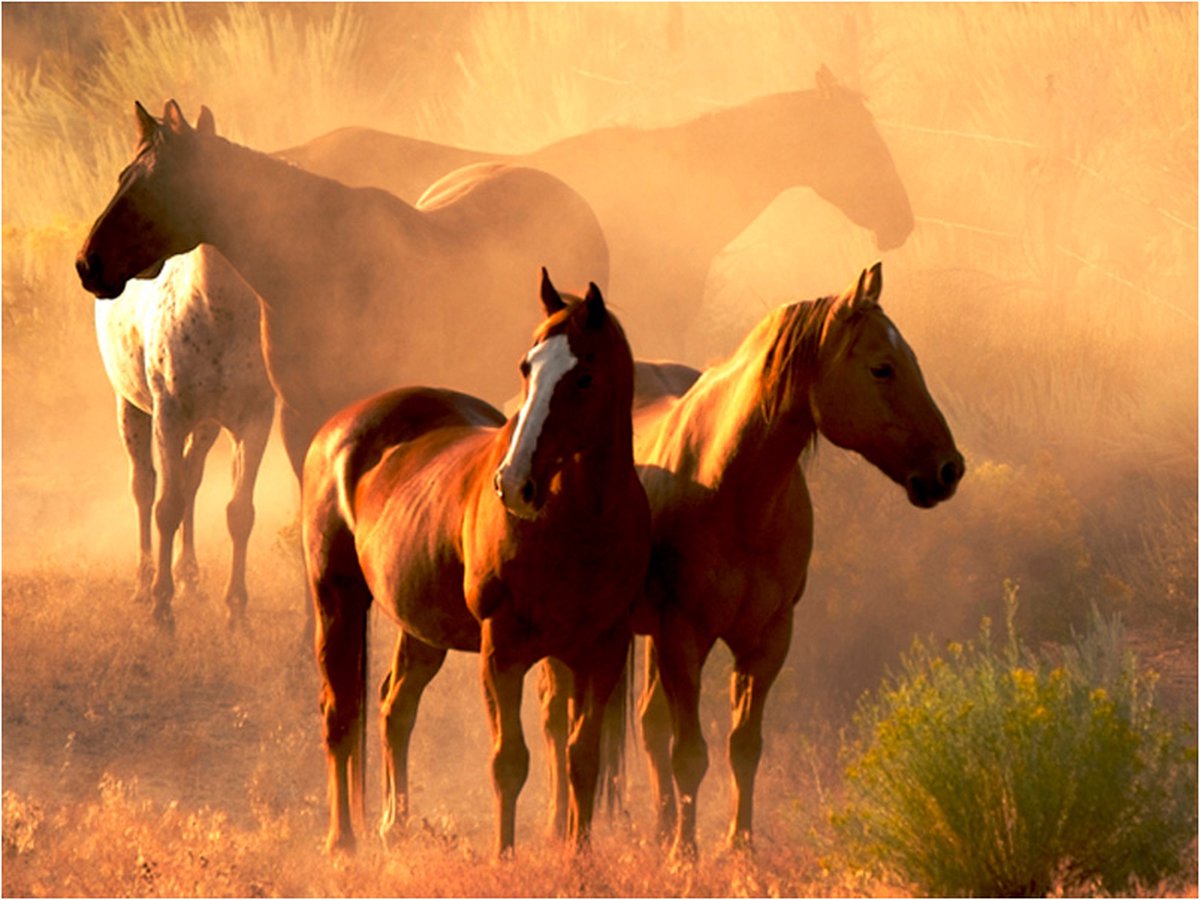 Fotobehang - Wilde paarden van de steppe.