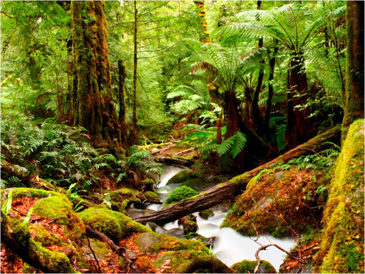 Fotobehang - Rainforest.