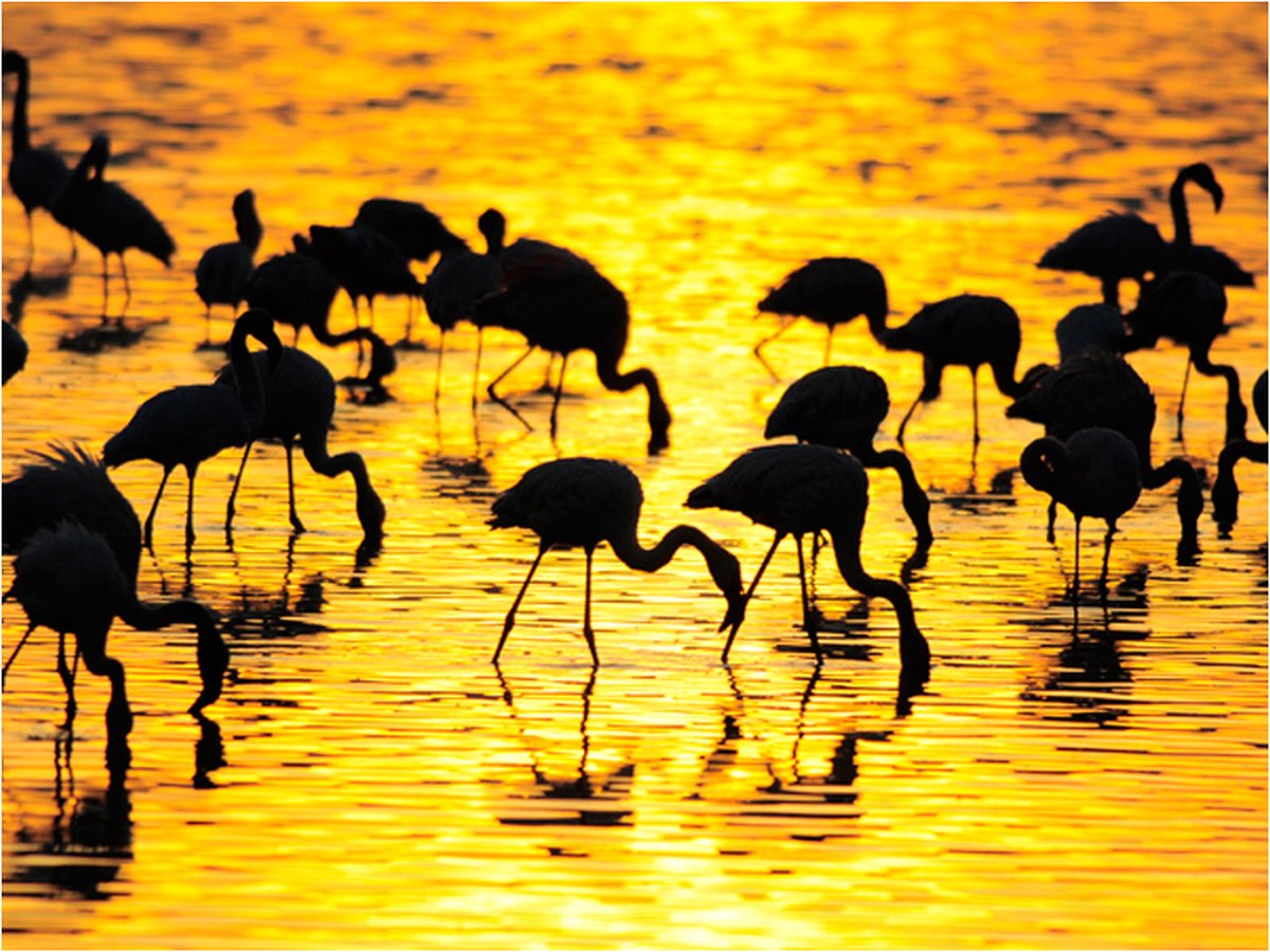 Fotobehang - Kenia: flamingo's aan het meer Nakuru.