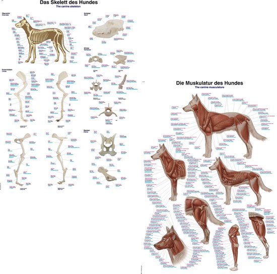 Anatomie posters skelet en spieren hond (papier, 50x70 cm)