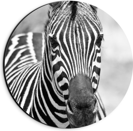 WallClassics - Dibond Muurcirkel - Zebrakop (zwart-wit) - 20x20 cm Foto op Aluminium Muurcirkel (met ophangsysteem)