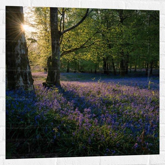 WallClassics - Muursticker - Zonnetje Schijnend op Lavendel  - 80x80 cm Foto op Muursticker