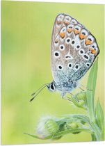 WallClassics - Vlag - Vlinder met Wit/Blauw/Oranje Vleugels - 70x105 cm Foto op Polyester Vlag