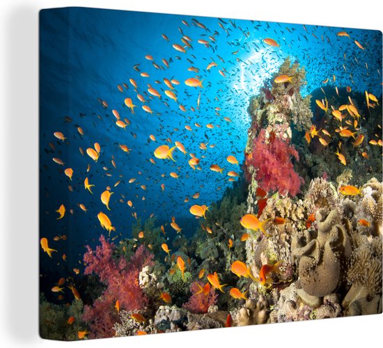Canvas Schilderij Koraal met vissen - 40x30 cm - Wanddecoratie