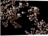 WallClassics - Dibond - Roze Bloesembloemetjes aan Tak in de Nacht - 80x60 cm Foto op Aluminium (Met Ophangsysteem)