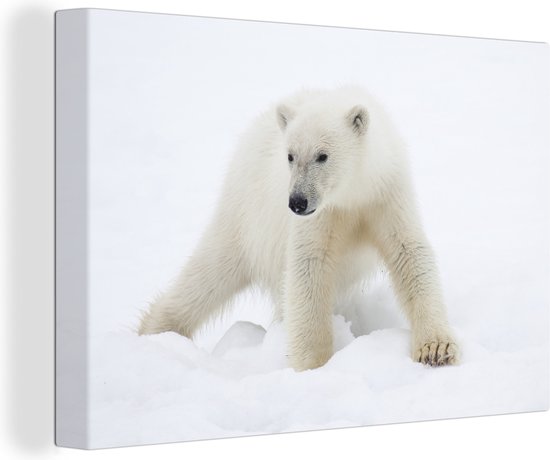 Ijsbeer in de sneeuw Canvas 60x40 cm - Foto print op Canvas schilderij (Wanddecoratie)