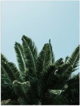 WallClassics - Poster Glossy - Top of Palm Tree - 30x40 cm Photo sur Papier Poster avec Finition Brillante
