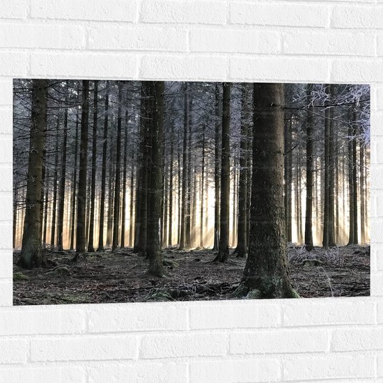 WallClassics - Muursticker - Bevroren Bomen in de Ochtend - 90x60 cm Foto op Muursticker