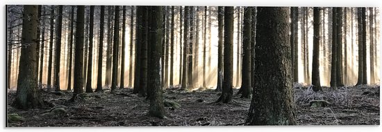 WallClassics - Dibond - Bevroren Bomen in de Ochtend - 60x20 cm Foto op Aluminium (Met Ophangsysteem)