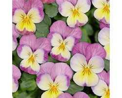 Viooltje Twix Lemon Pink Wing