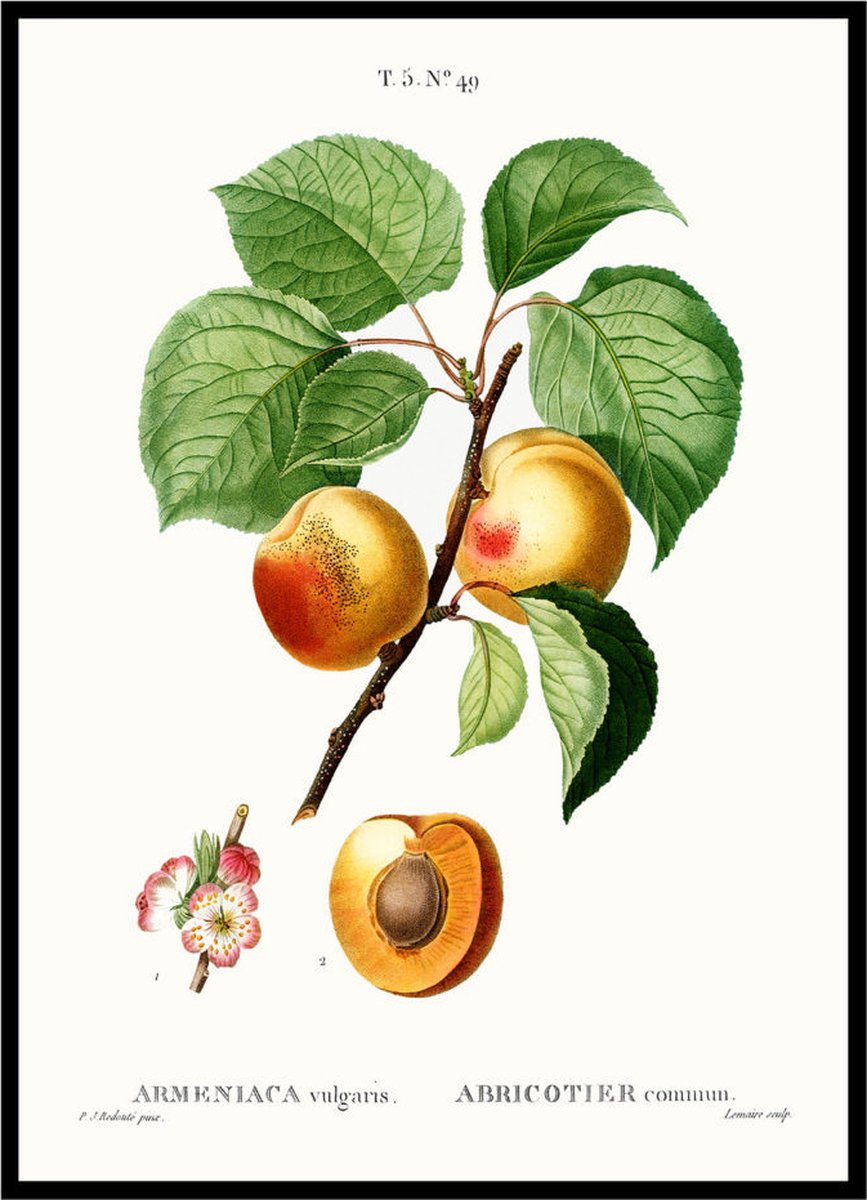 Esque Poster Vintage Abrikozen - Large 30x40 - Botanische Illustratie - Oranje Vruchten Losse Poster
