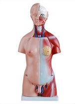 Unisex Torso van het menselijk lichaam - 45cm
