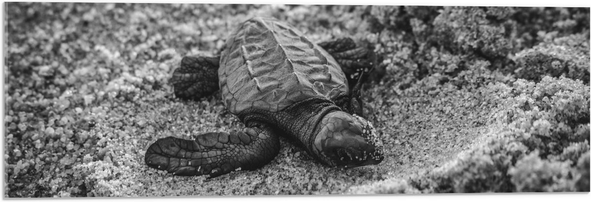 Acrylglas - Baby Schildpad op het Strand Zwart - Wit - 90x30 cm Foto op Acrylglas (Wanddecoratie op Acrylaat)