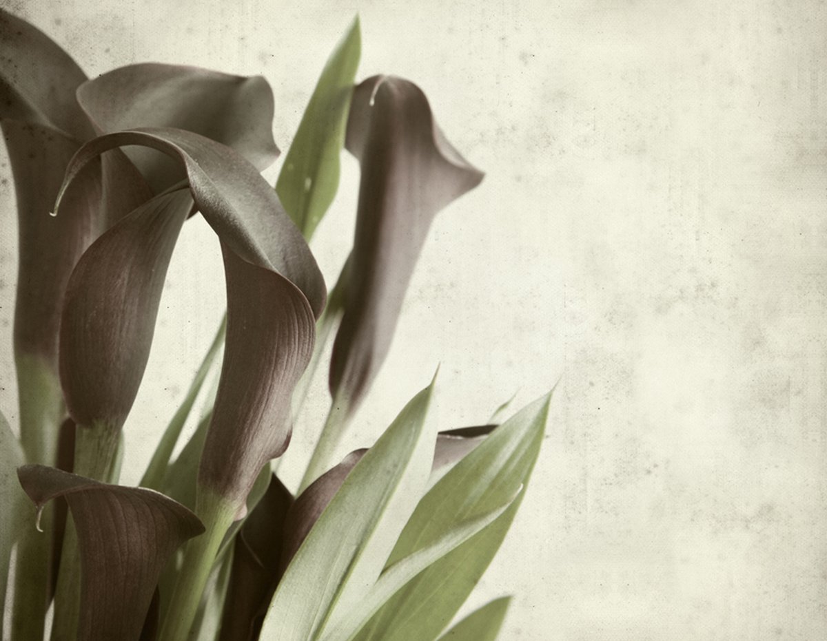 Fotobehang - Donker paars calla lelies - oud papier achtergrond.