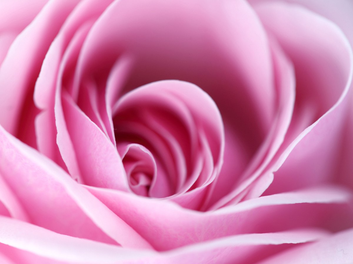Fotobehang - Roze roos.