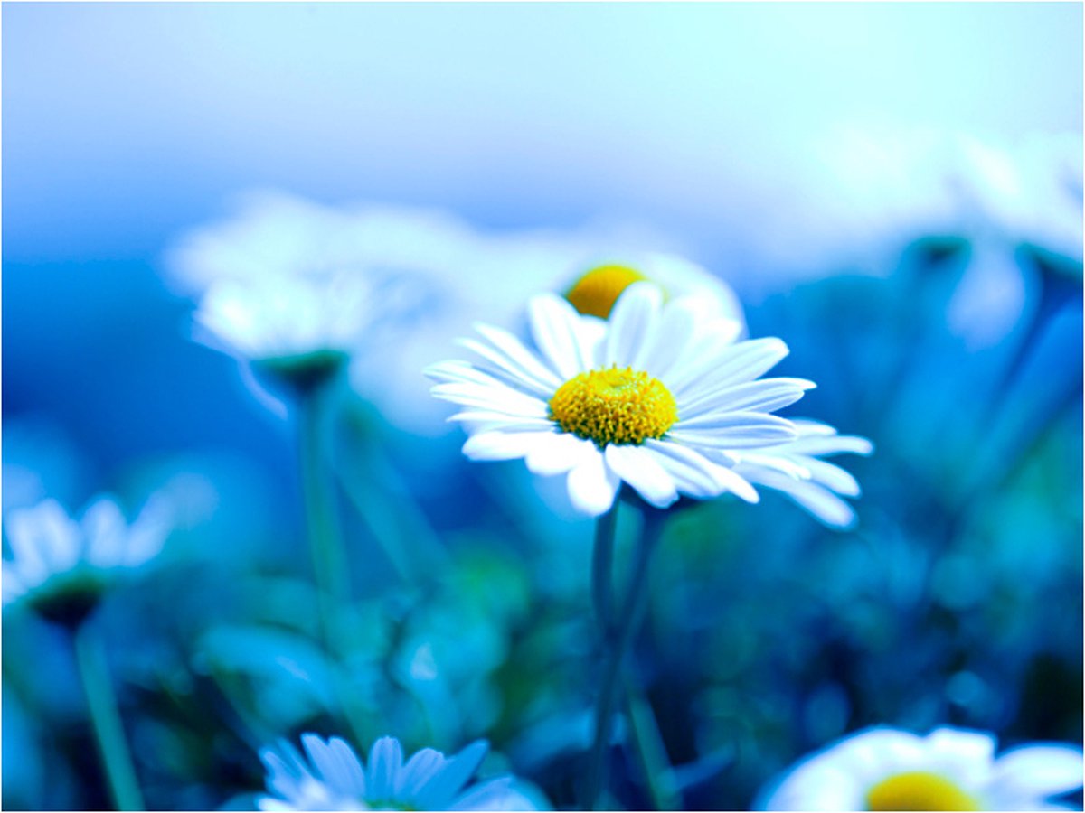Fotobehang - Daisy op een blauwe weide.