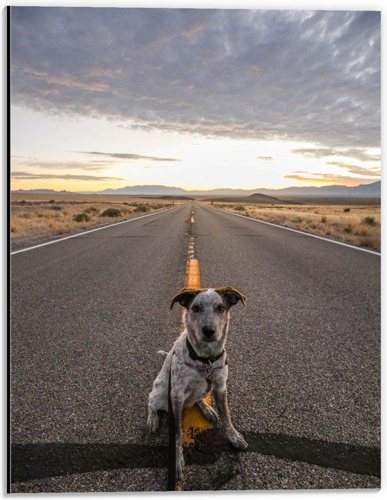 WallClassics - Dibond - Brave Hond Zit op de Weg - 30x40 cm Foto op Aluminium (Met Ophangsysteem)