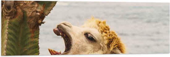 WallClassics - Vlag - Alpaca Eet een Cactus op het Strand - 120x40 cm Foto op Polyester Vlag