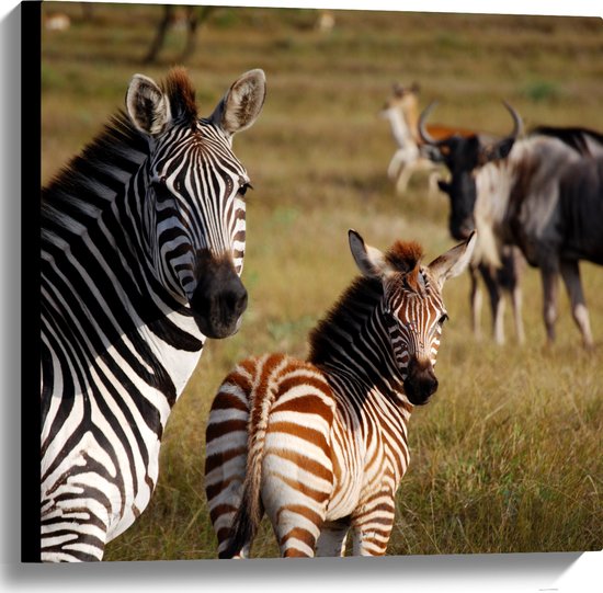 WallClassics - Canvas  - Alerte Zebra's in het Gras - 60x60 cm Foto op Canvas Schilderij (Wanddecoratie op Canvas)