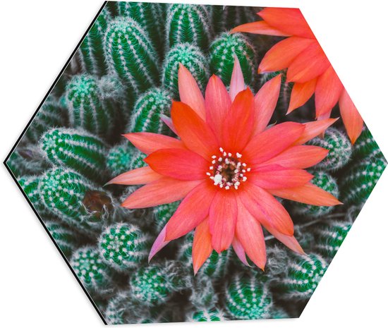 WallClassics - Dibond Hexagon - Rode Bloemen op Cactusjes - 50x43.5 cm Foto op Hexagon (Met Ophangsysteem)